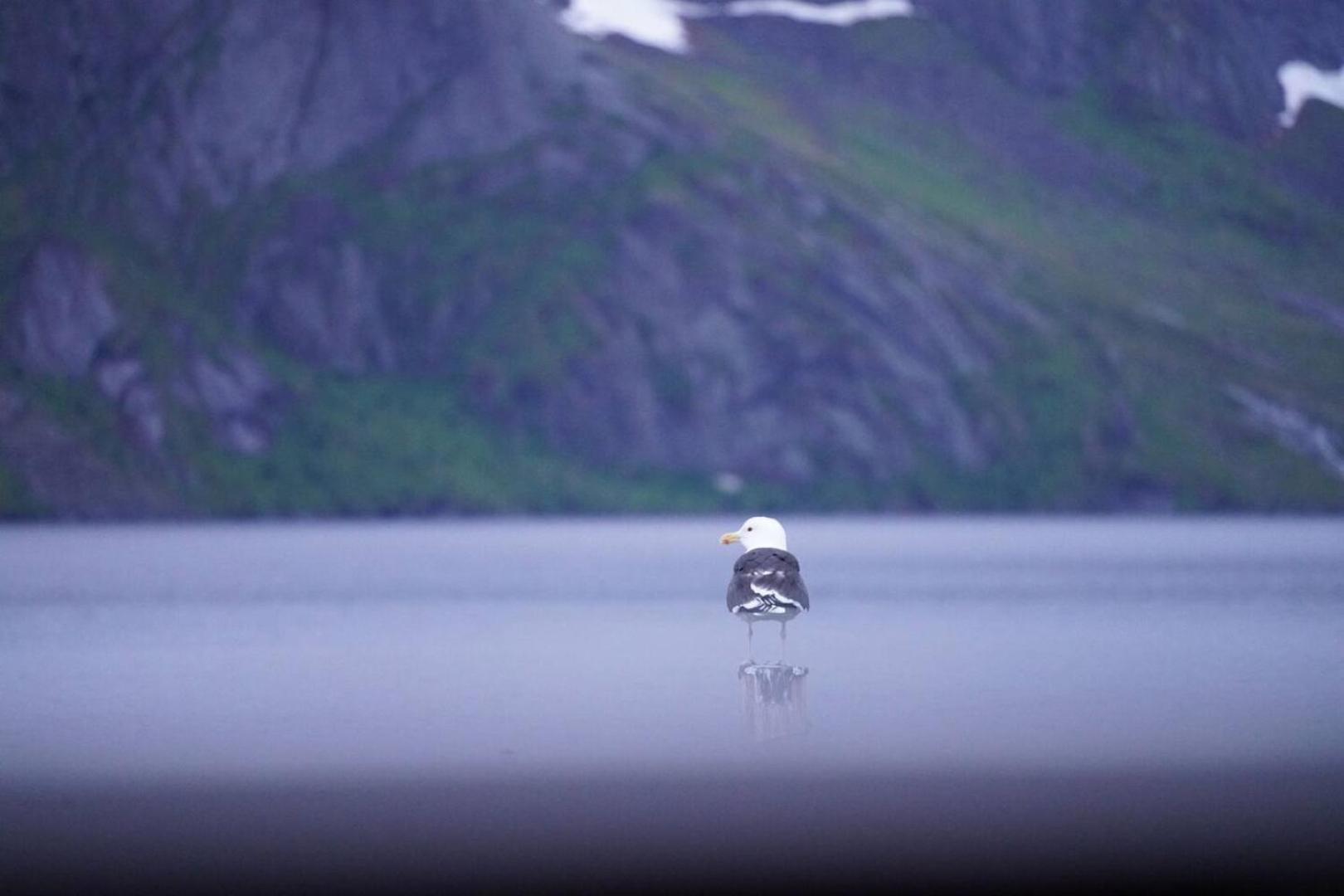 Lofoten Panoramic Luxury With Sauna Moskenes